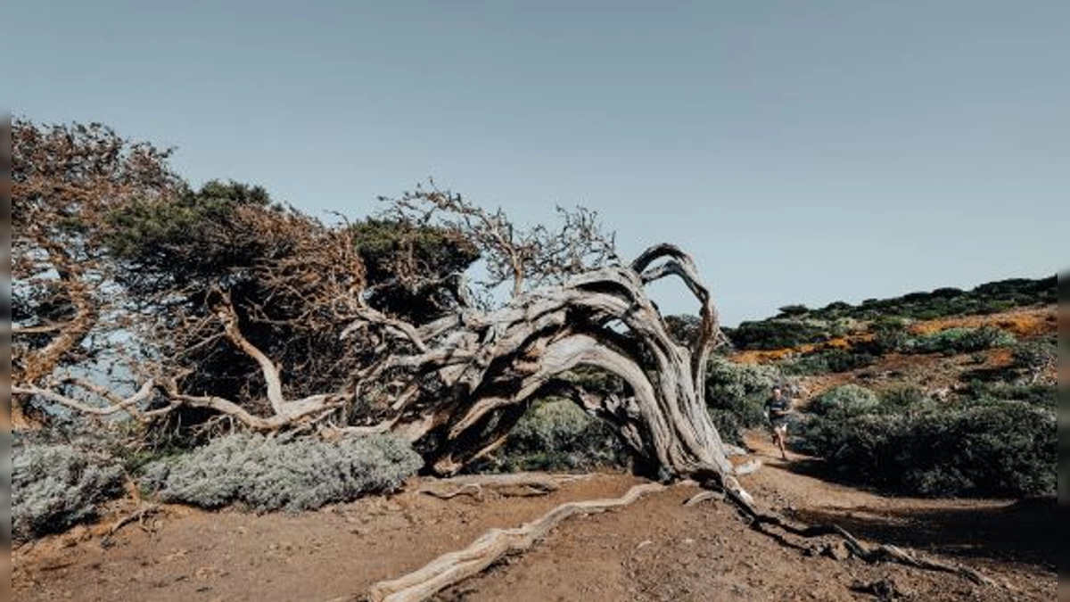 Maratón del Meridiano Naviera Armas 2024 en El Hierro: Inscripciones Agotadas y el inicio del Sky FECAMON Tour del 1 al 3 de febrero