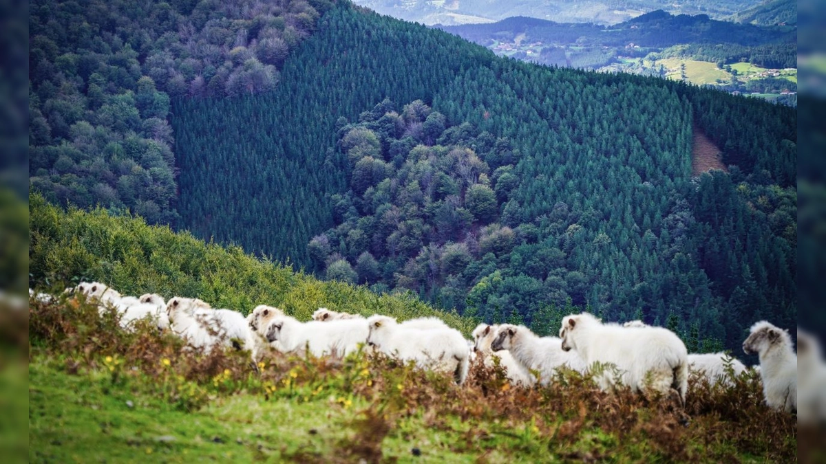 Green Trail Concept: Primer Sistema Europeo de Certificación de Sostenibilidad para Trail Running con Lanzamiento en 2026 y Evento Piloto en Zegama-Aizkorri Maratoia