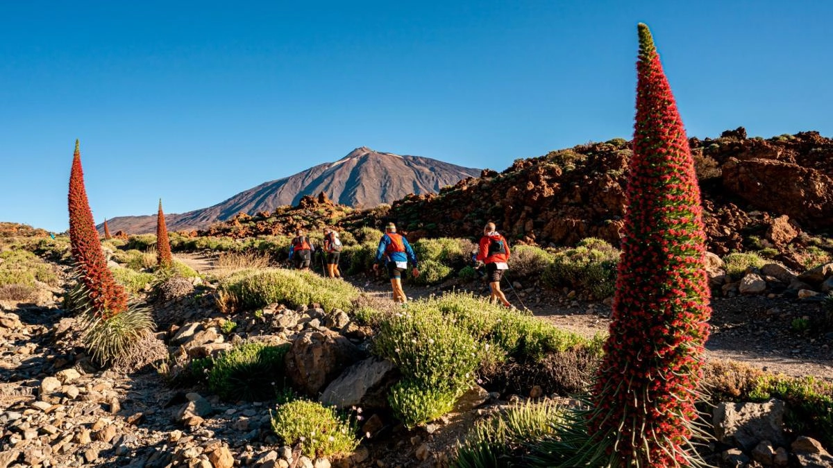 Tenerife Bluetrail 2027: Inscripciones Agotadas para Pruebas de 110 y 82 km en el Parque Natural del Teide del 8 al 10 de Abril